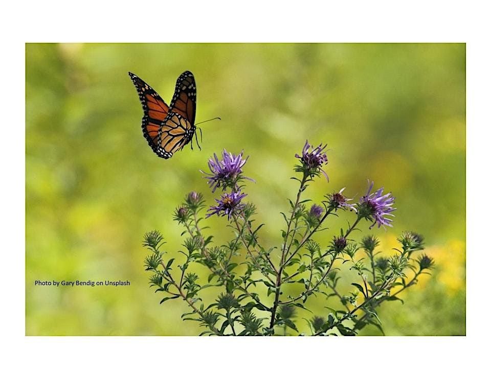 Frederick County Master Gardeners:  Pollinators Love Herbs