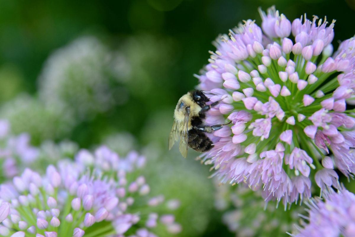 St. George Rainway Bee Bioblitz