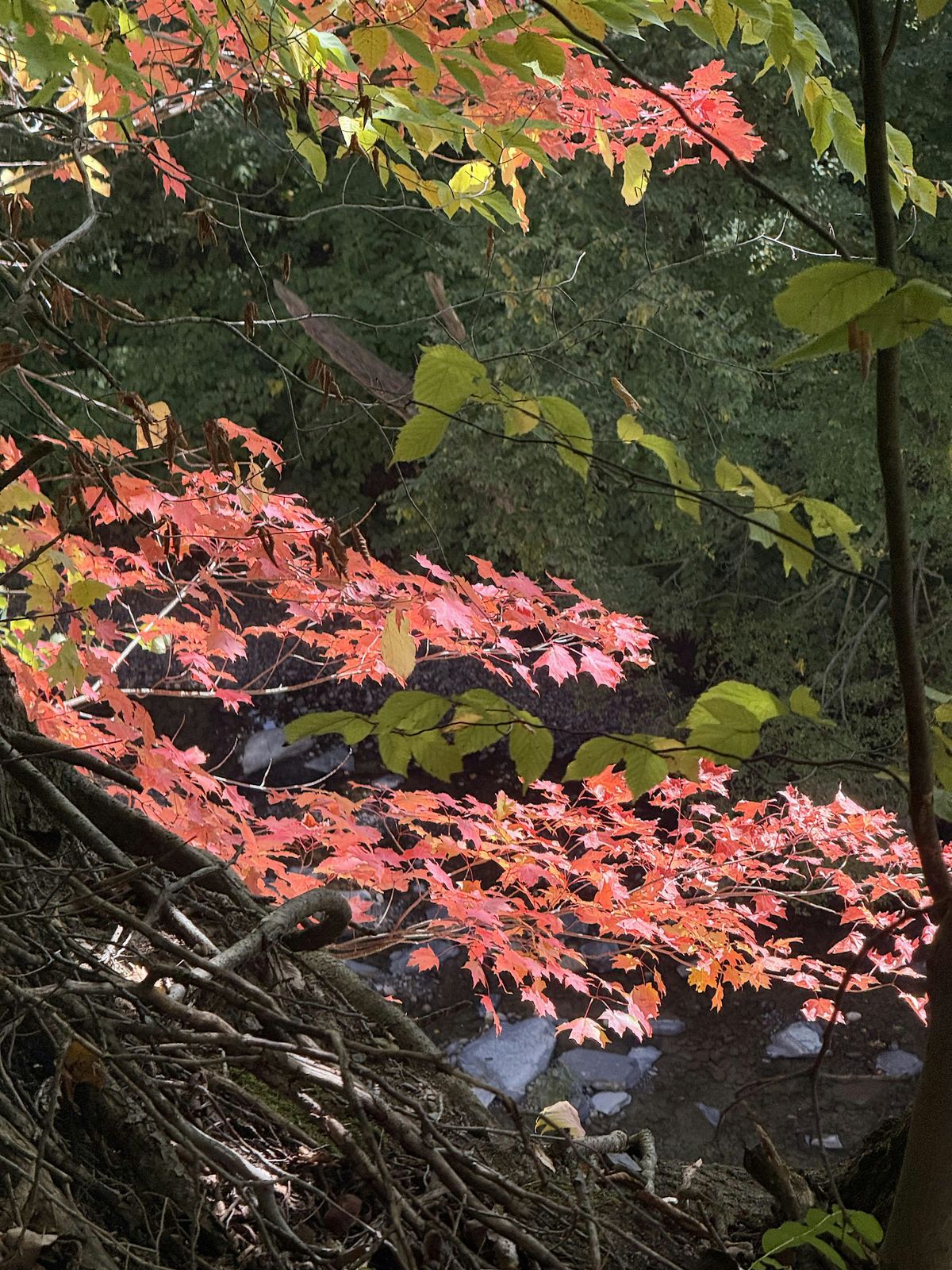 The Whole Human Hike: Movement for Mind & Body at Chestnut Ridge Park ...