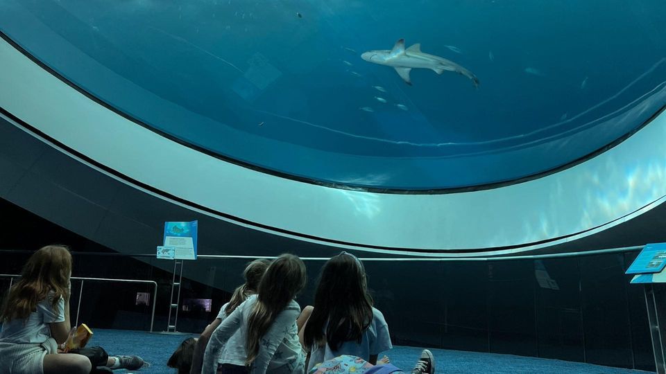 Girl Scouts Exclusive Overnight Adventure Reef Rescuers Phillip and