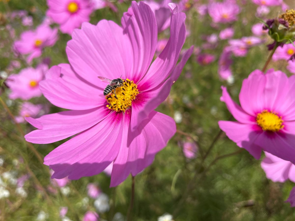 Beneficial Insects in Your Garden