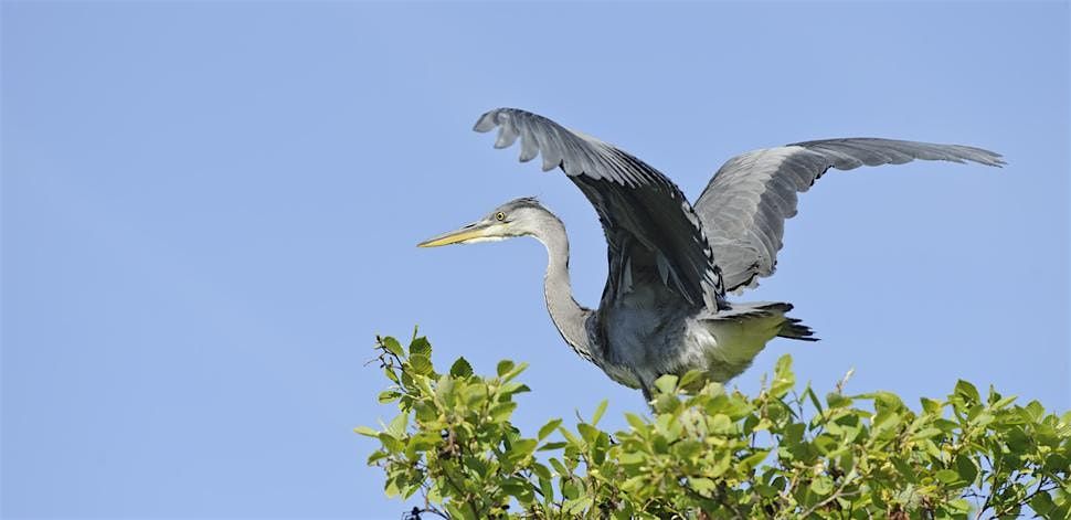 The poetry of birds: a talk