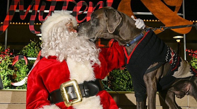 Pet Portraits with Santa at Hilldale