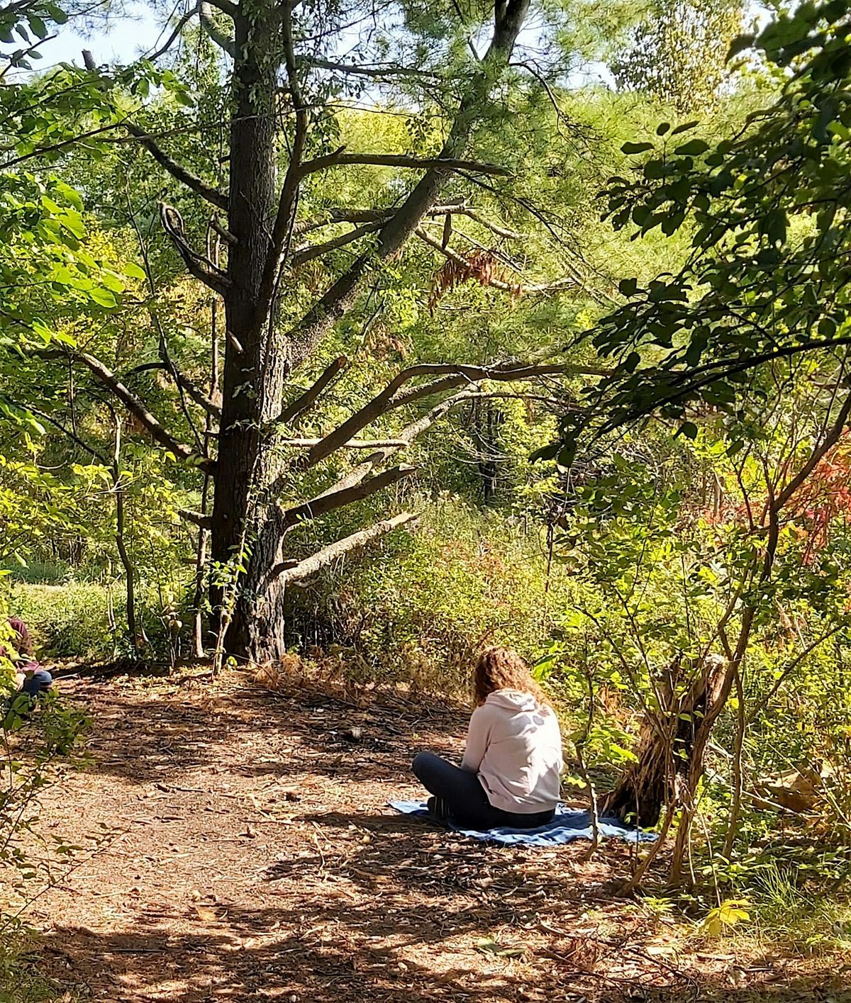 Sit Spot Club: A place, a group, and an hour with the trees. Free.