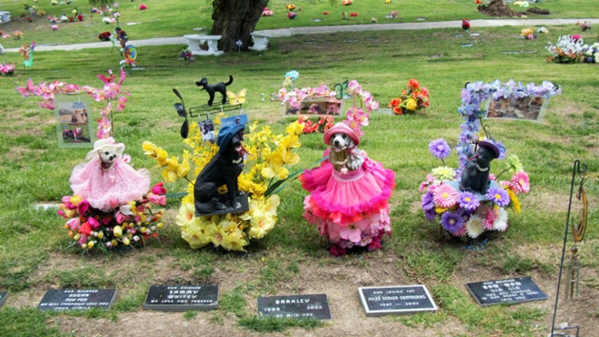 Parking Wild Kratts Live! - Charleston