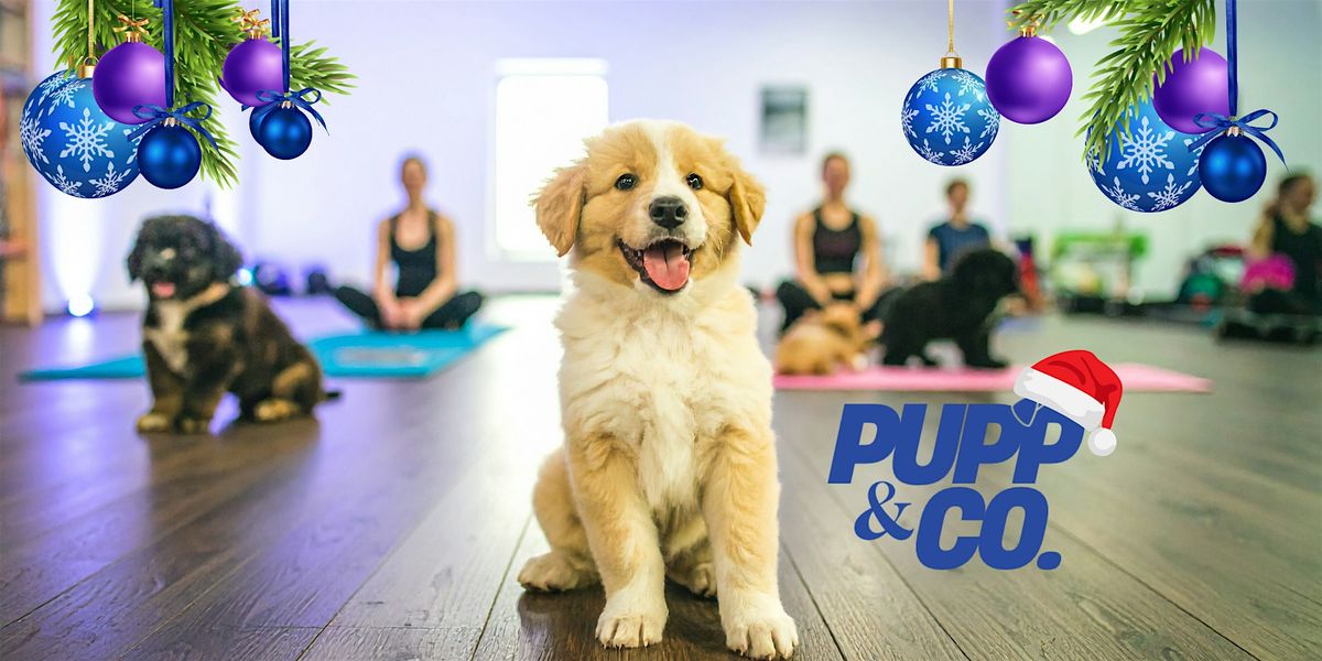 Puppy Yoga in Leamington Spa - Christmas Special