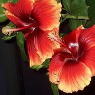 Central FL Chapter American Hibiscus Society