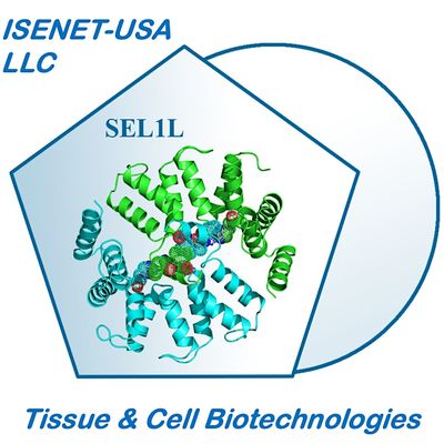 ISENET-USA LLC