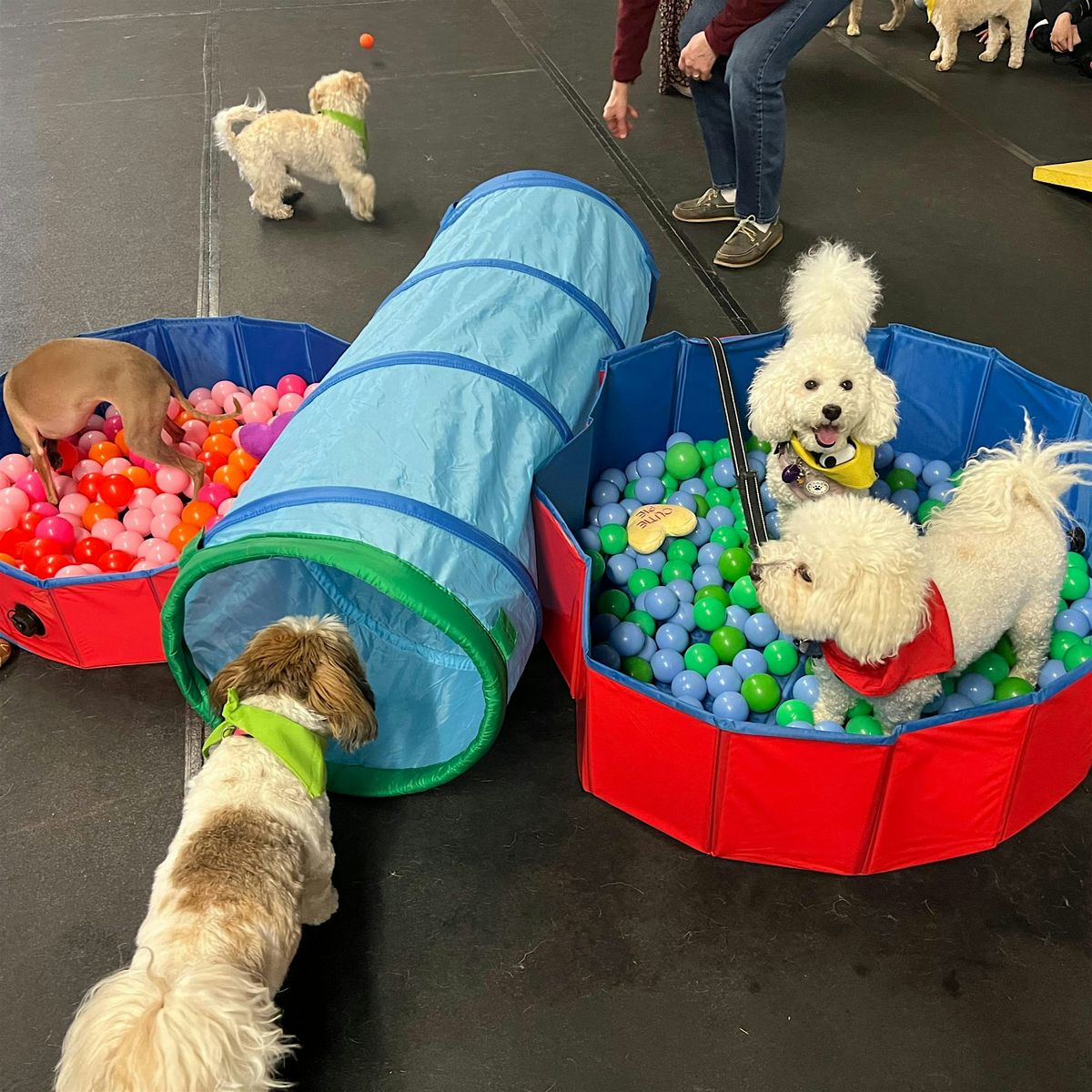 $15.89 (5-15 lbs) Indoor Group Play Session