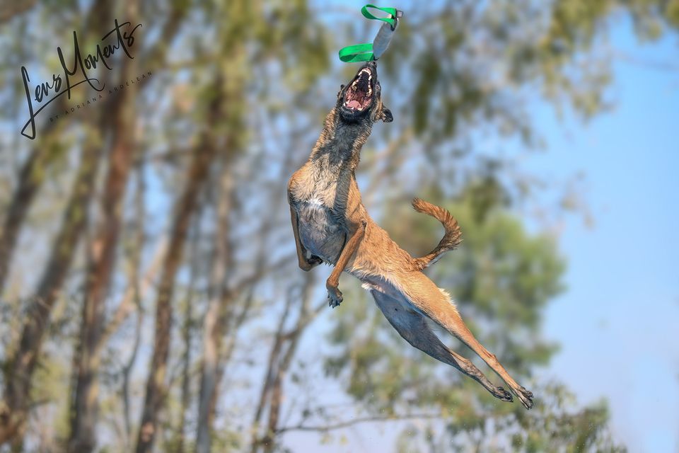 2022 AKC Richmond Dog Fanciers Show Dixon May Fair August 5 to August 7