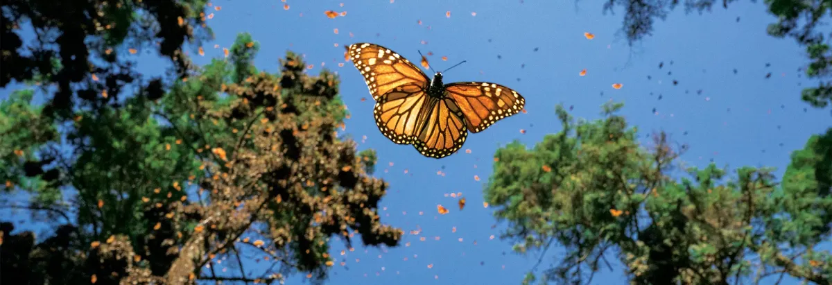 Jaime Rojo, Photographer Chasing Monarchs