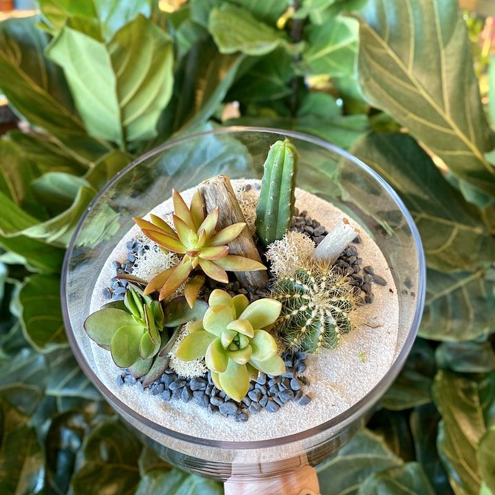 June DIY Terrarium Building Reservations PlantHouse Huntersville