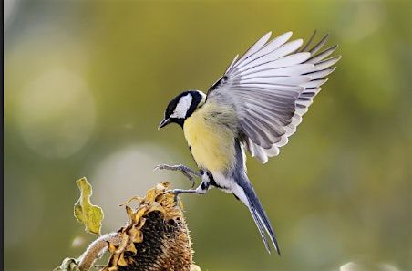 Henry\u2019s Oakville: Introduction to Birding and Wildlife Photography