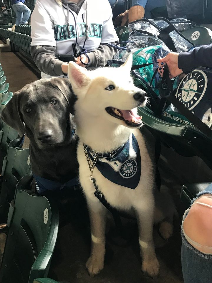 Bark at the Park TMobile Park, Seattle, WA June 27, 2022