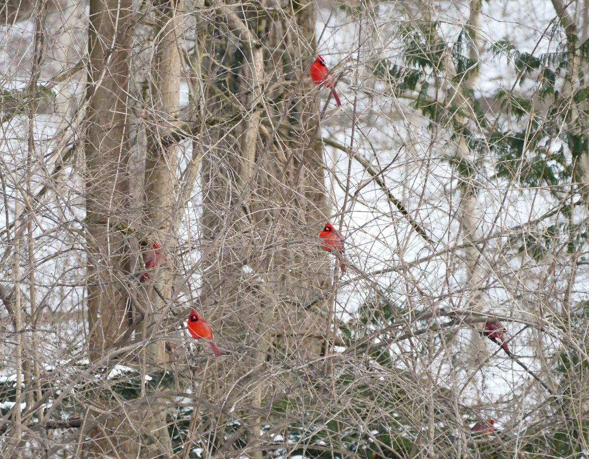 Audubon Christmas Bird Count