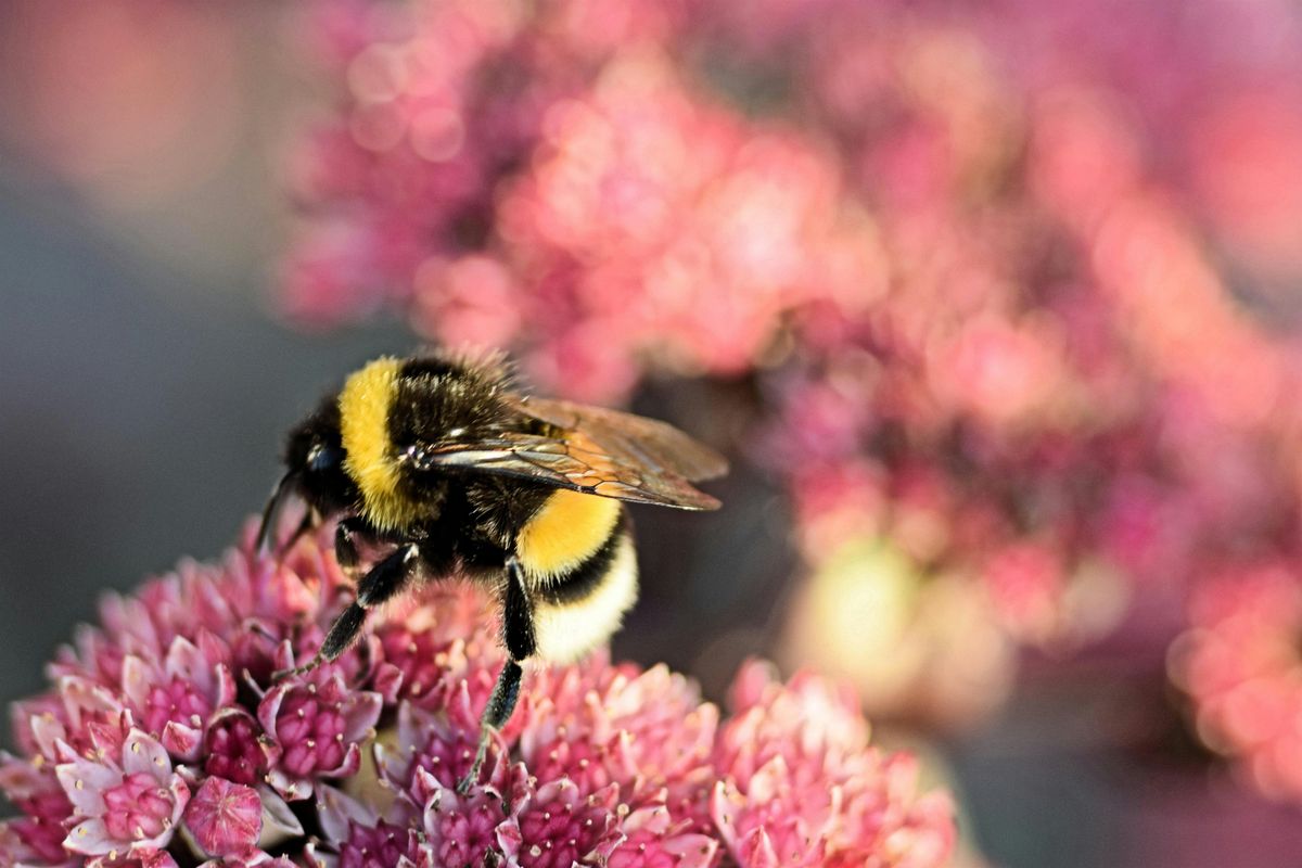 Native Bee Garden Tour Kickoff + Secrets of the Bees Screening