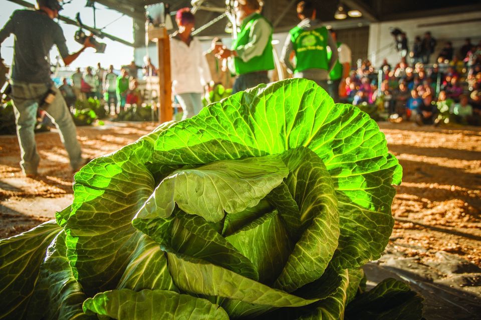 Grow a Giant Cabbage for the Alaska State Fair | Alaska State Fair, Palmer, AK | April 30, 2022