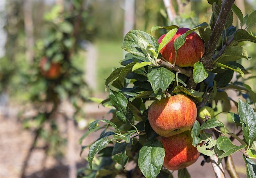 Orchard Management Workshops Spring 2026: St Ives Community Orchard