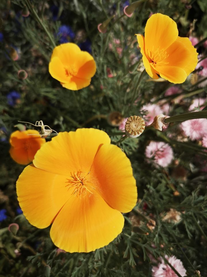 Fingallians GAA Club, Swords