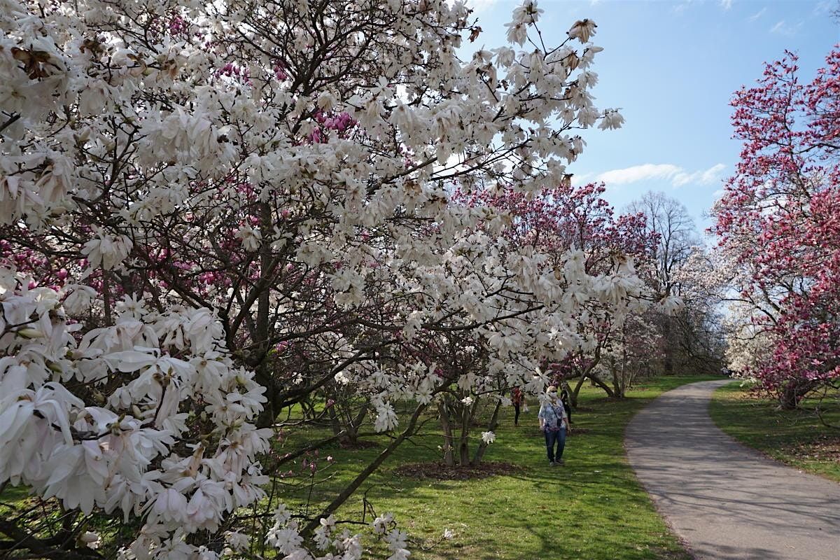 Spring in Bloom: A Walk Through Highland Park