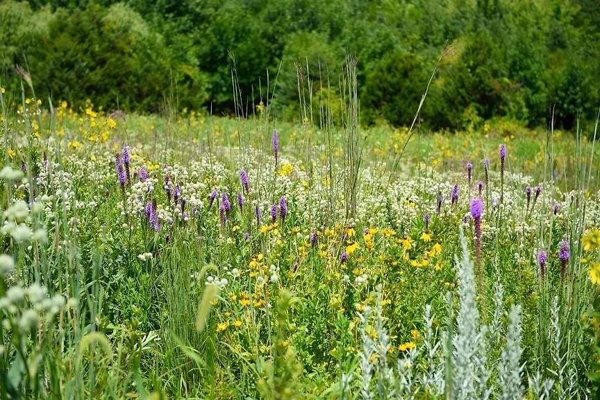 FREE EDUCATIONAL SESSION Gardening with Native Plants 3800 Arboretum