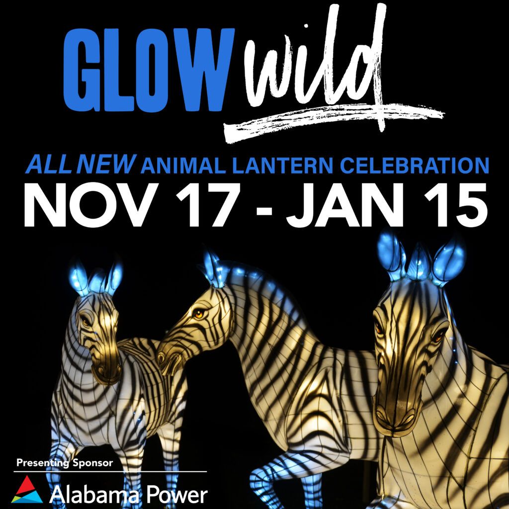 An Evening with Zebra at Patchogue Theater