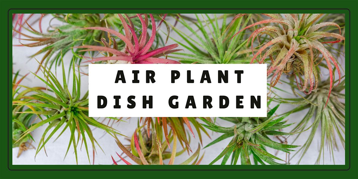 Air Plant Dish Garden