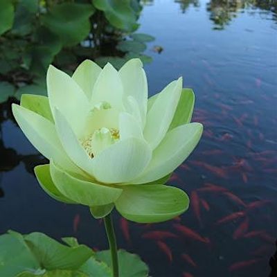 Pranic Healing and Spirituality