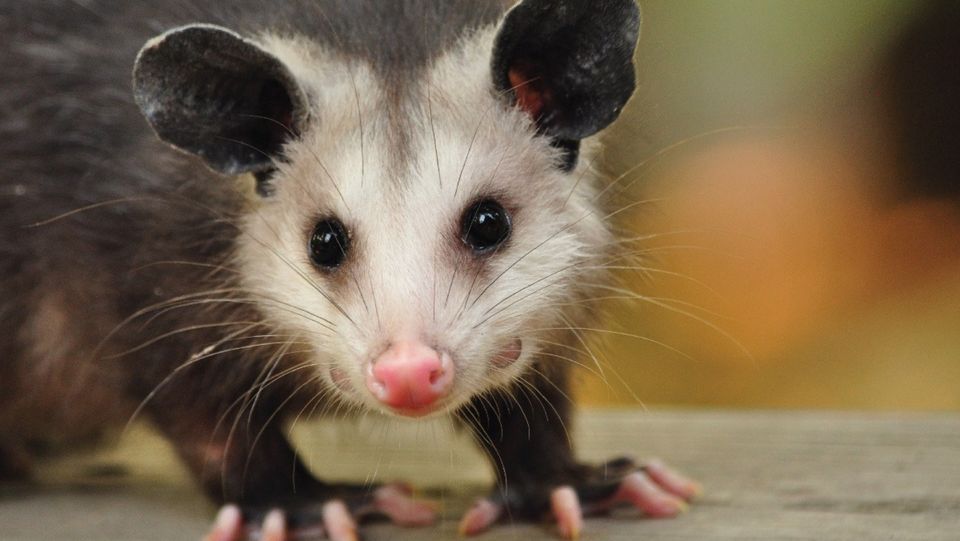 Awesome Opossums! | 13560 Jefferson Ave, Newport News, VA 23603-1104 ...