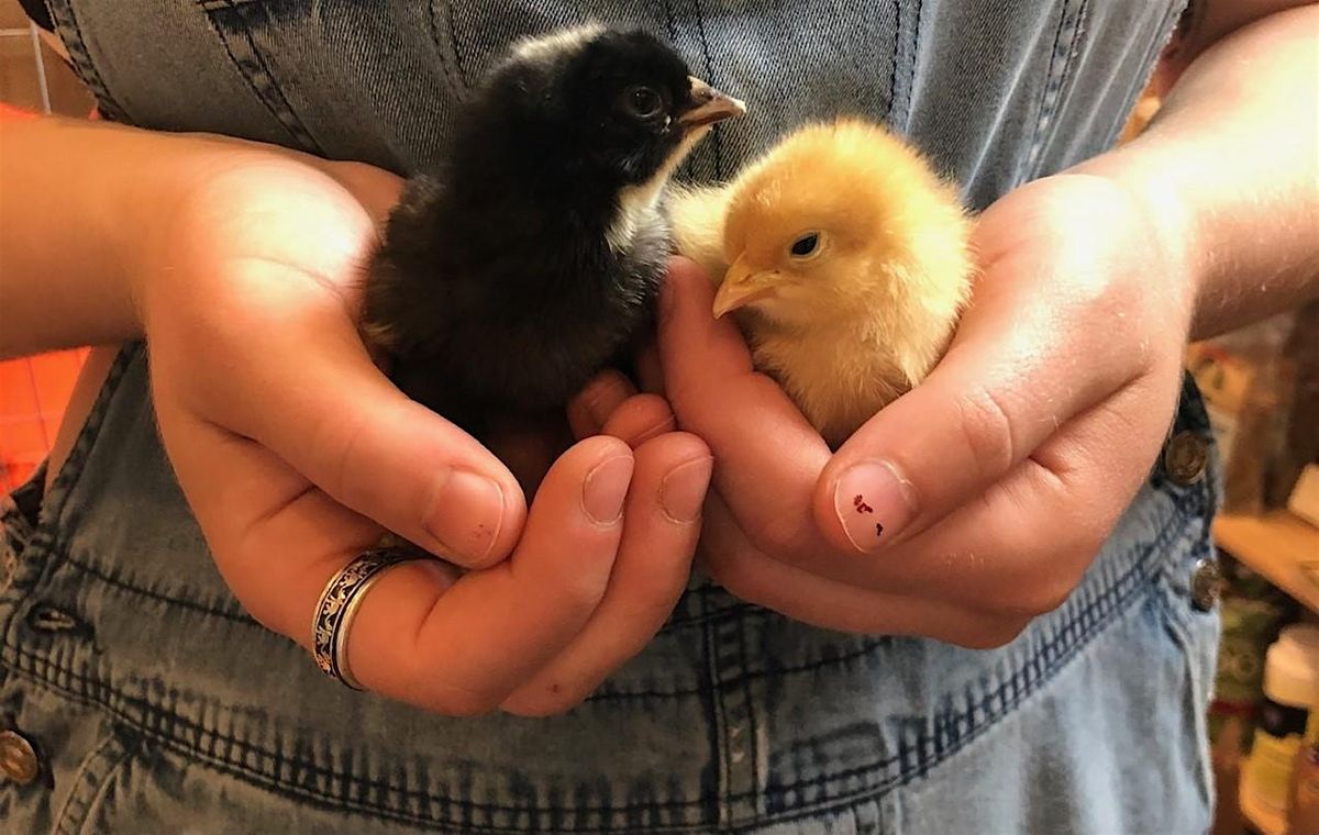 Backyard Chicken Basics Class Online -January 24