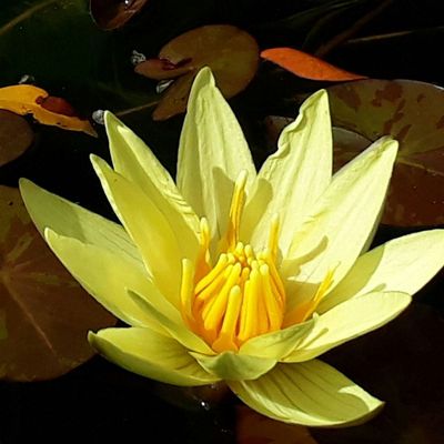 Share International NZ