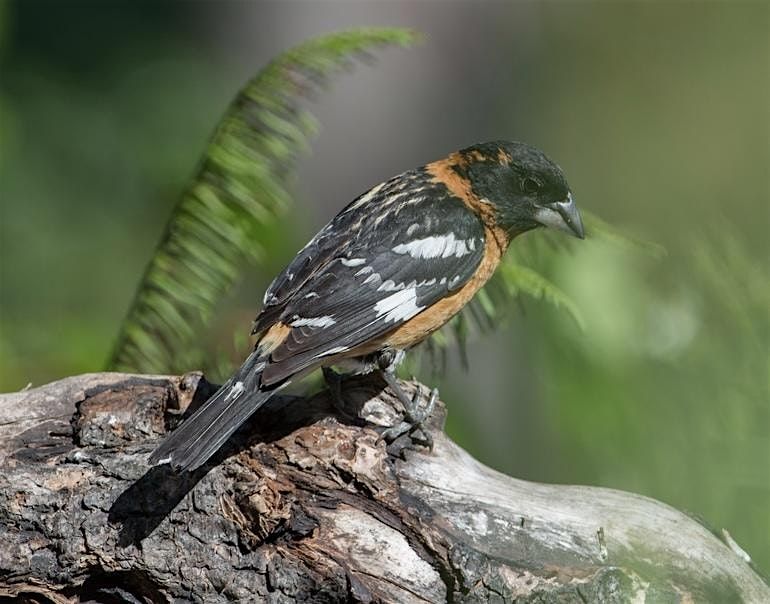 South Whatcom County Spring Birding