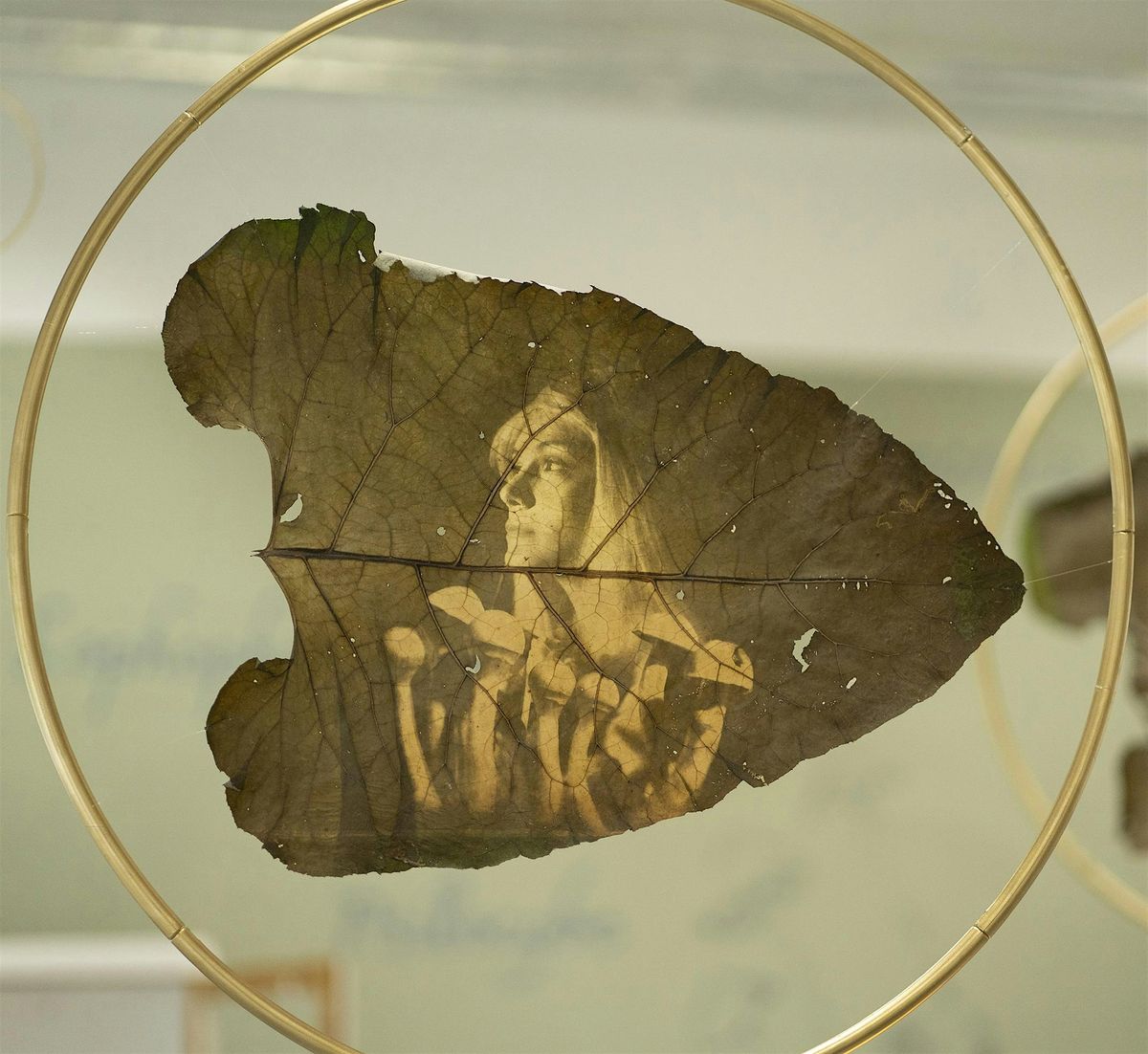 Chlorophil Printing on leaves -Old Photography