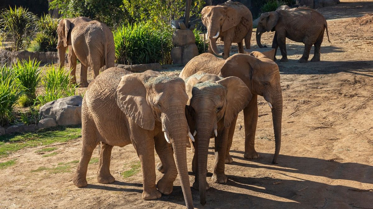 Parking Water For Elephants - San Diego