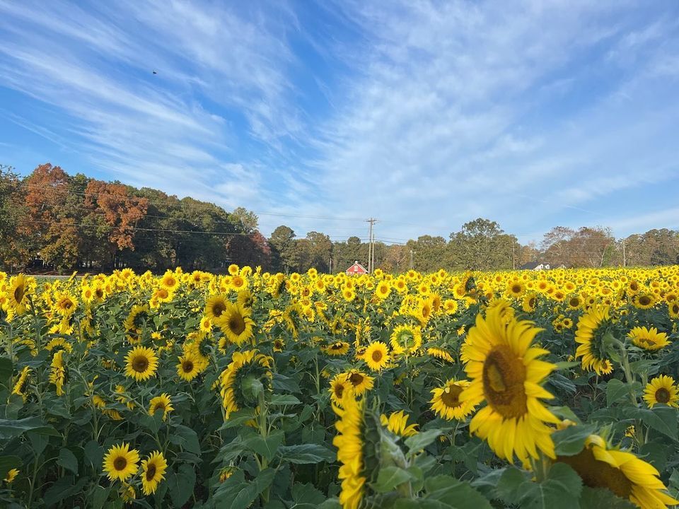 Photoshoots In The Sunflowers! Henderson’s Lakeside Farm, Cumming, GA