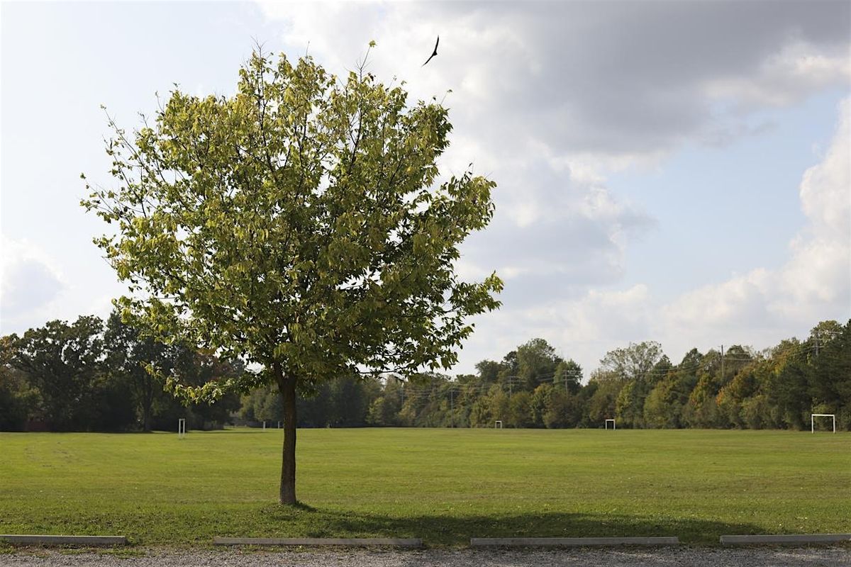 Treevening: Native trees and non-native look-alikes