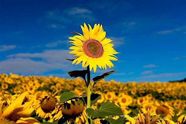 OCEAN Sunflower Luncheon