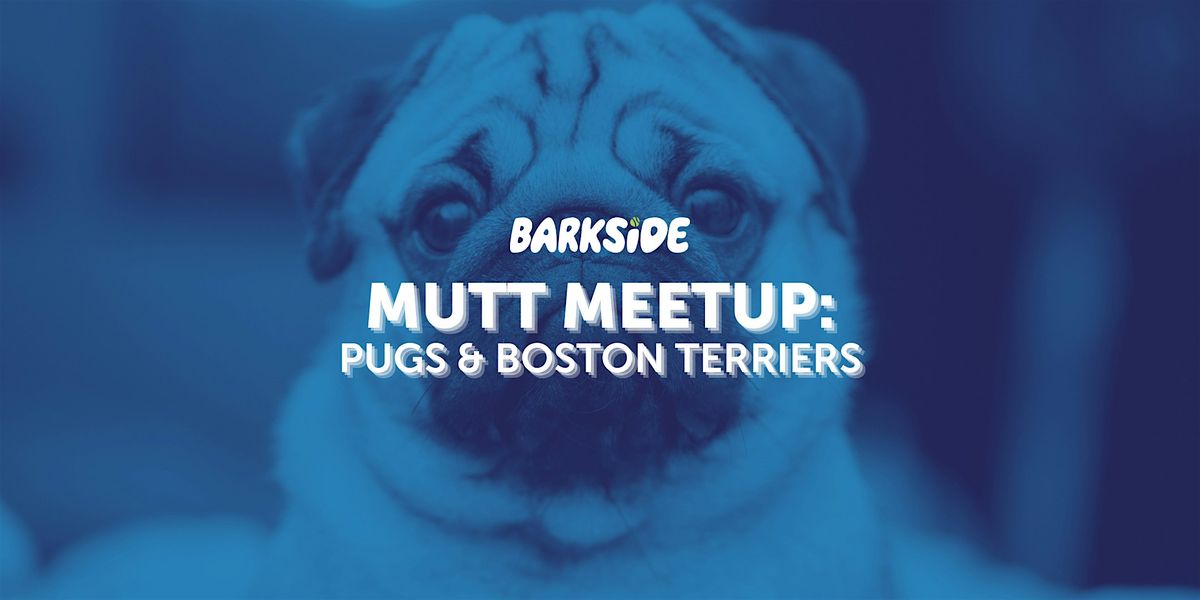 Mutt Meetup: Pugs and Boston Terriers