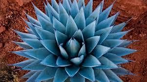 Gin Loves Agave Pop Up @ Maestro Tulsa June 15th