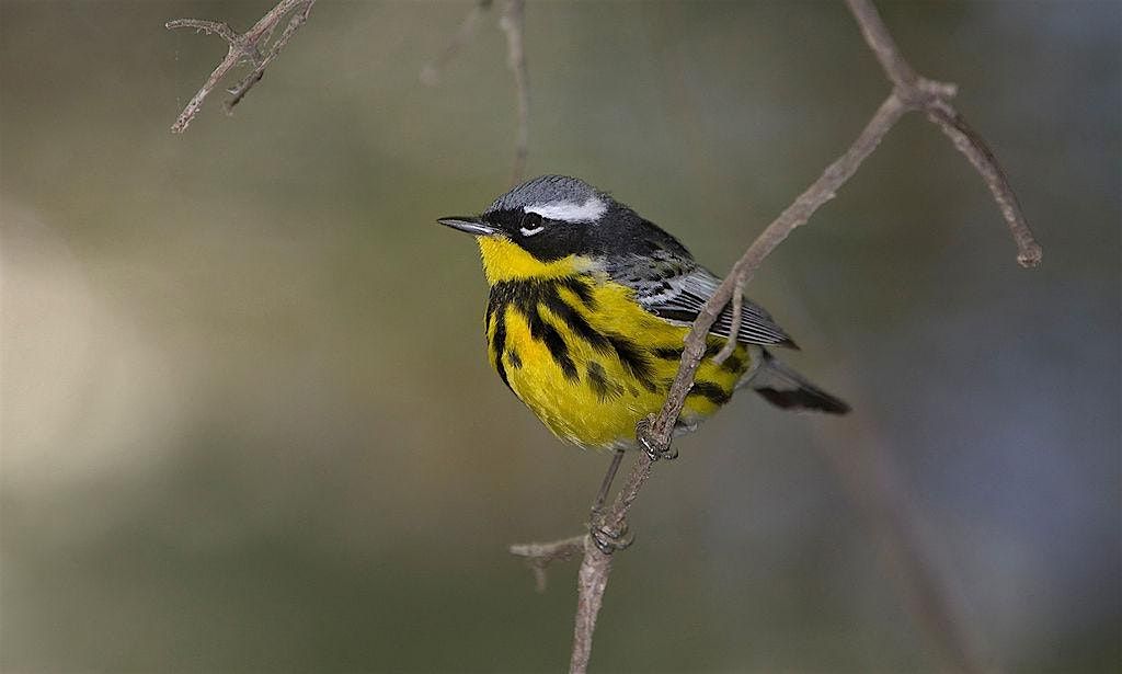 Advanced Ornithology