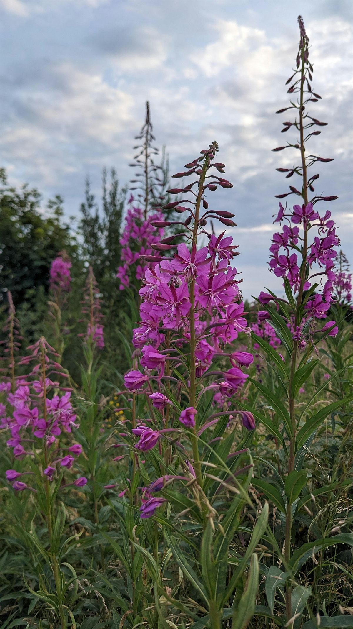 A Summer Gathering at Lagan Meadows
