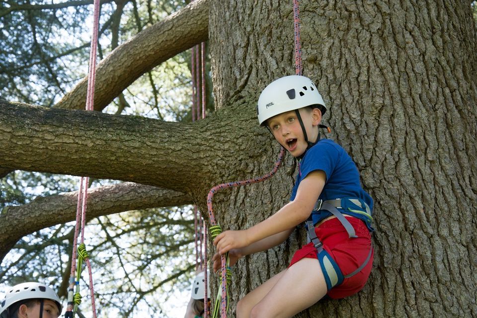 Giant Tree Climbing with The Great Big Tree Climbing Co. | Home Farm ...