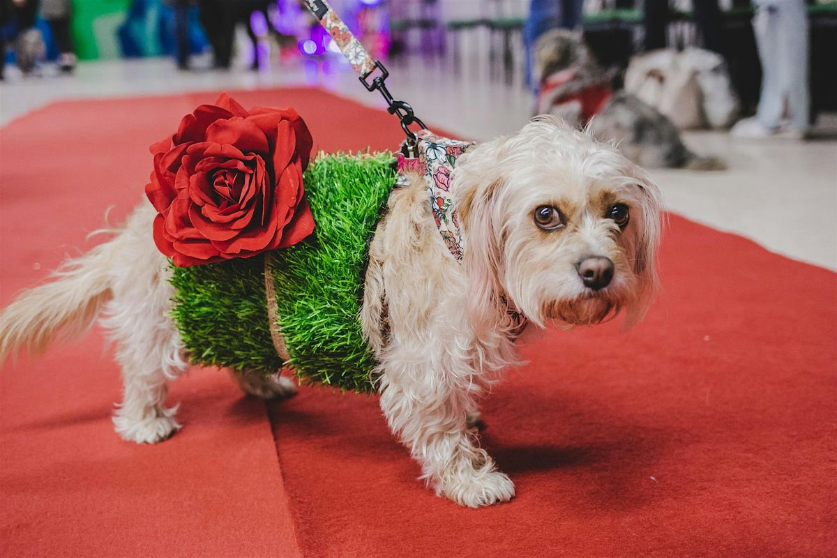 Crufty Christmas: Dog Fashion Show