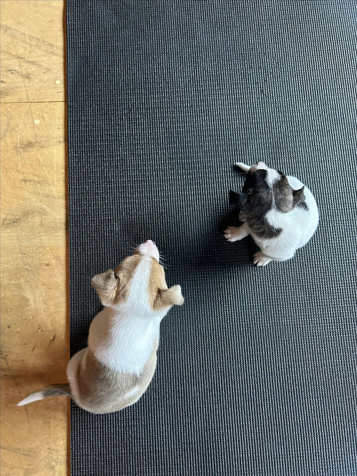 PUPPY YOGA DETROIT