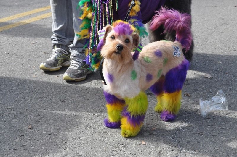 Nations Largest Pet Parade (De Land) DeLand, Florida February 18, 2023