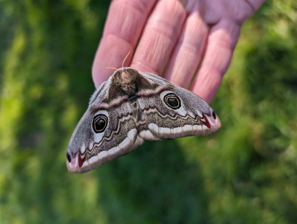 Saturday Moth Morning
