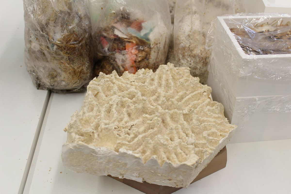 Mycelium Masterclass: Fabricating with Fungi