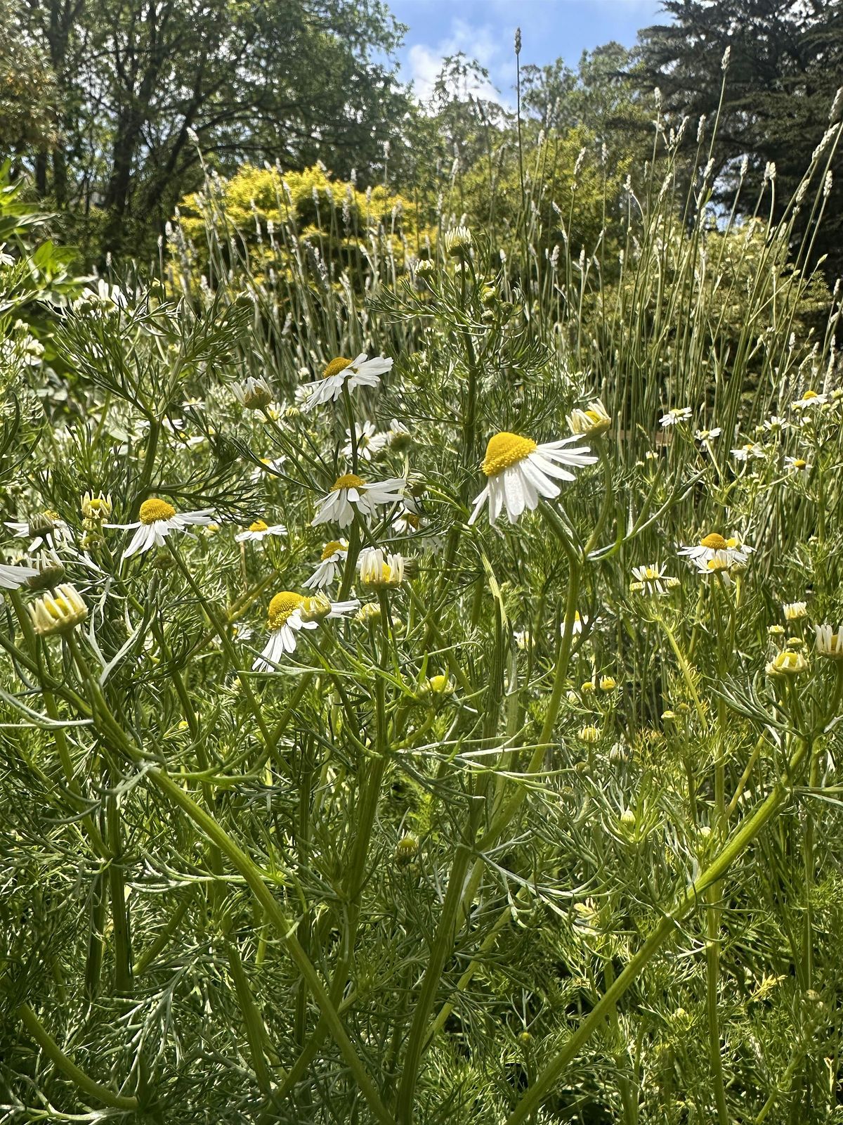 The Magic of Herbs - Garden Classes in SF (Herbal Flower Magic)