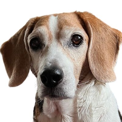 Beagle Rescue of Southern Maryland