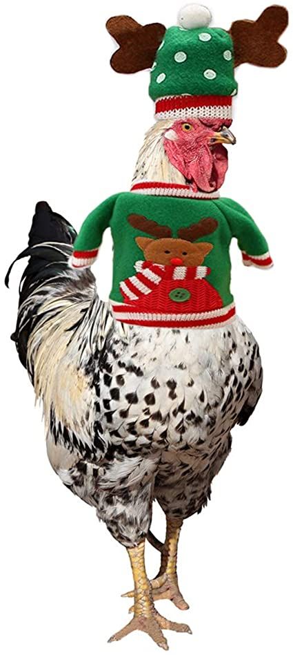 le coq de l'est 2015